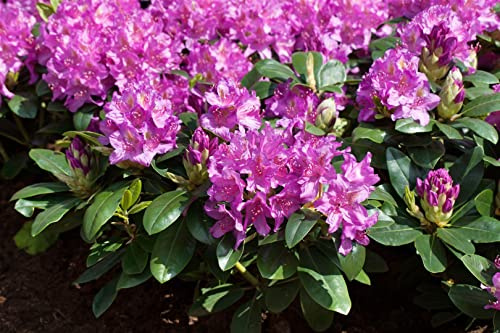 Rhododendron Hybrid Pink Purple Dream 30-40 cm winterhart immergrün