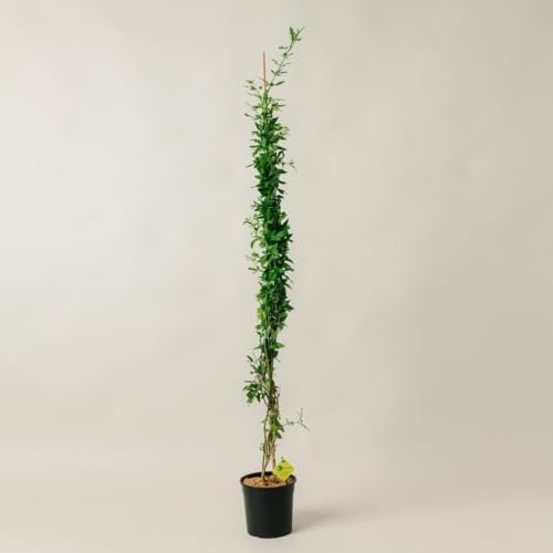 Plantì JASMINUM NUDIFLORUM (Gelsomino d'Inverno). Pianta rampicante da esterno, vaso da 19cm. Piante vere per giardino e terrazzo. 6 mesi di concimazione con sistema Plantì.