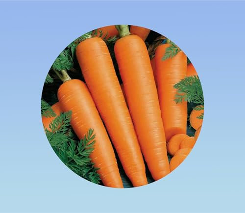 200 graines de carotte flakkee - colmar 2 - saveur douce - carotte avec forme réguliere