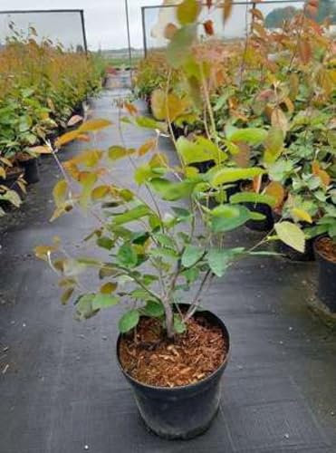 Amelanchier lamarckii - Felsenbirne 60-80 cm Container