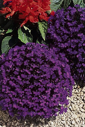 PREMIER SEEDS DIRECT - Lobelia - Crystal Palace - 0.4 GRAM ~ Approx 12,000 Flower Seeds