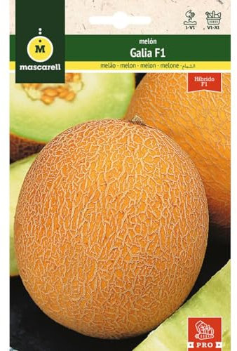 Mascarell Semillas, MELÓN, Semillas Huerto, MELÓN GALIA F1, Crea tu Propio Huerto Urbano y Cultivo en Casa, Plantas Hortícolas, 0,4 Gramos