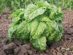 Basil Mammoth Ocimum basilicum 50 Seeds