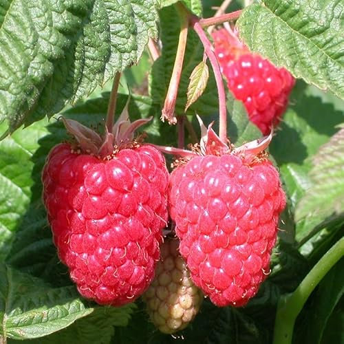 Plant Theory Cane Raspberry Cascade Delight Summer Fruiting Fruit Bush Rubus 5 x Bare Root