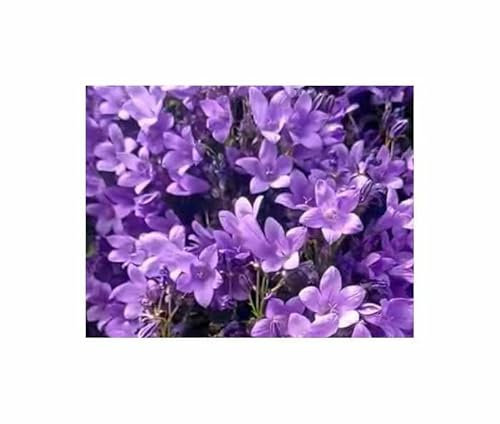 Pcs - 2500x Prairies Campanule Carpatica Semences Jardin Plantes Graines K316 - Seeds & Plants Shop by Ipsa