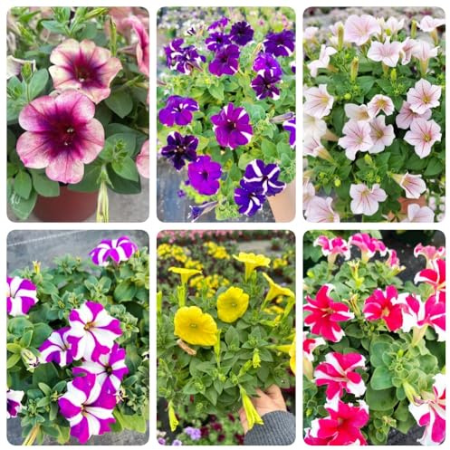 Semillas de petunia colgantes, Decoración de sala de estar Petunia híbrida, para el jardín para lugares soleados Decoración de jardín 300pcs