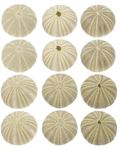 DOITOOL 18 Pcs Coquilles D'oursins Vertes Naturelles Accessoires Artisanaux pour Décoration Aquarium et Remplissage de Vase pour Loisirs Créatifs et Aménagement Paysager