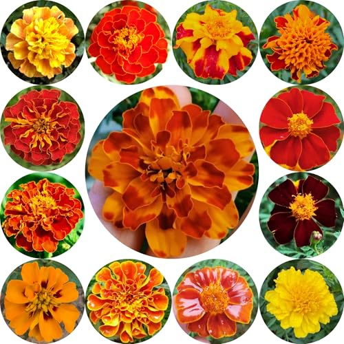 semi di tagete perenne di calendula, tagetes patula, balcone perenni resistenti da giardino, resistenti 300pcs