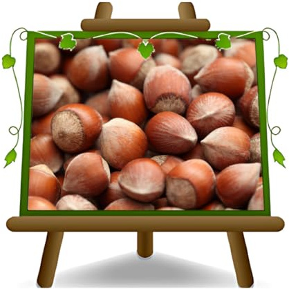 EURO PLANTS VIVAI Nocciolo Nocchione - Pianta da Frutto Antico su Vaso da 26 cm - *Altezza: 180~200 cm. - Età 4 anni