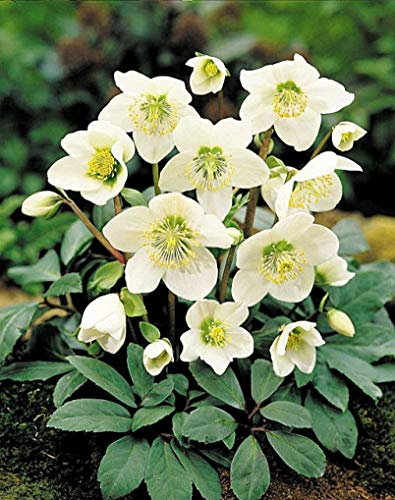 1 PIANTA DI HELLEBORUS NIGER BLACK LINE ROSA DI NATALE VASO 12CM ELLEBORO PERENNE NATALE