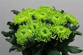 Graines De Chrysanthème Araignée Verte Pour La Cour Paquet De 100 Graines