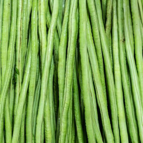 semillas de frijol metro - jardín en el balcón balcón invernadero frijoles resistentes exótico extraño lugares soleados verdes variedades antiguas 150pcs