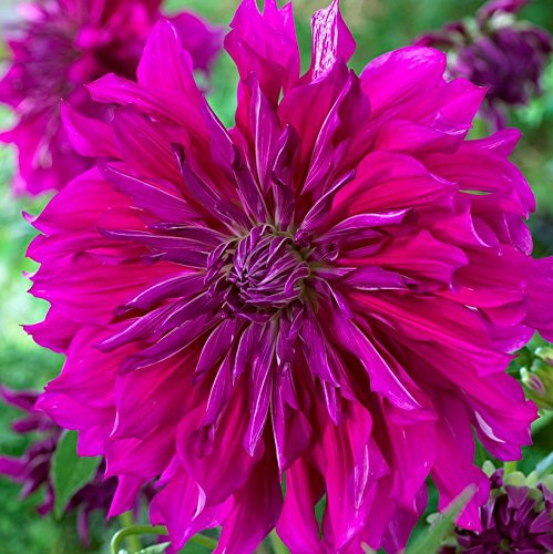 Easy to Grow Dahlia Purple Taiheijo 3 Clumps of Tubers - Large Bright Purple Flowers Blooms in Summer to Fall Sun, Plant in Spring