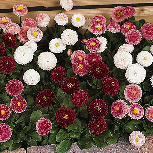 Bellis Bellissima Mixed | Hardy Garden Ready Perennial Bedding Plants 6 Pack