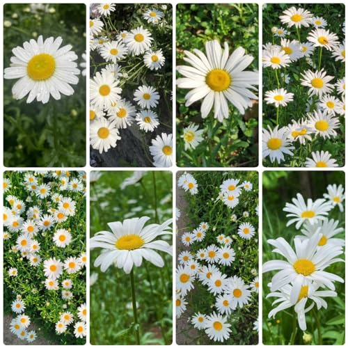 80 pcs margeriten samen mehrjährig, margeritensamen, blumen für balkon bio saatgut (Leucanthemum vulgare) kräuter samen saatgut blumen balkon bonsai samen saatgut geschenk pflanzensamen