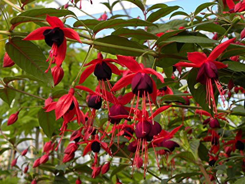 Fuchsia x Lady Boothby Godet