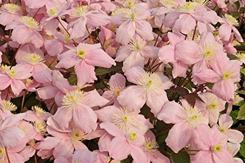 Clématite Montana Mayleen Godet