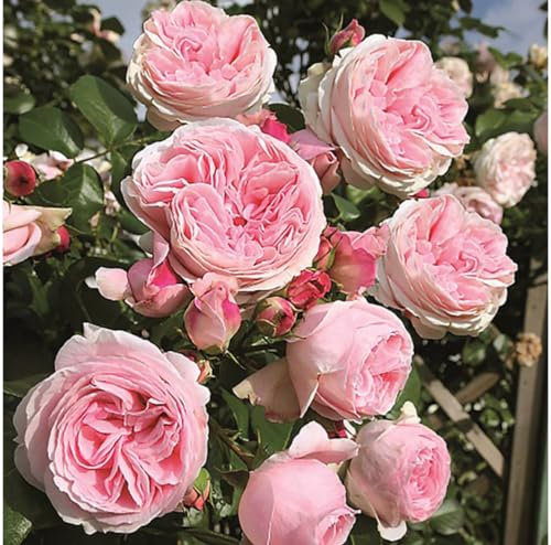 Giardina Climbing Rose- Large Light Pink Full Blooms-Sweet and Fruity Scent. Repeat Flowering Climber Nostalgic Exceptional Rose in a 3 Litre Pot