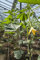 Just Seed Courgette - Tromboncino Albenga - 20 Seeds