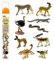 Safari Ltd. Desierto del Sahara | Colección TOOB | No tóxico y libre de BPA | Animales de Juguete | Adecuado para niños de 3 años en adelante