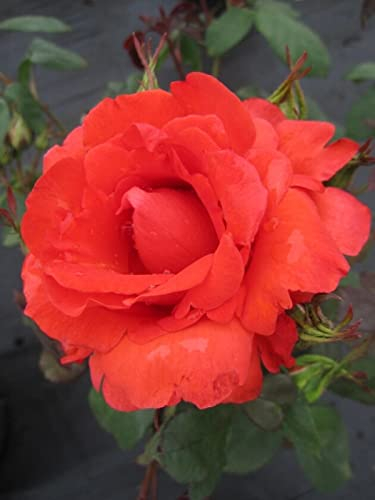 Edelrose Satellite® syn. Nina Ruge - Rosa Satellite® syn. Nina Ruge - Teehybride - zinnoberrot-orange - Duft+