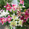 Summer Flowering Bulbs Collection – Perennial – Plant Now for Your Beautiful Garden (10x Lilies Oriental Mixed)