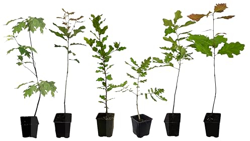 Seedeo® Gartenjuwelen: 6 verschiedene Eichen als Jungpflanzen