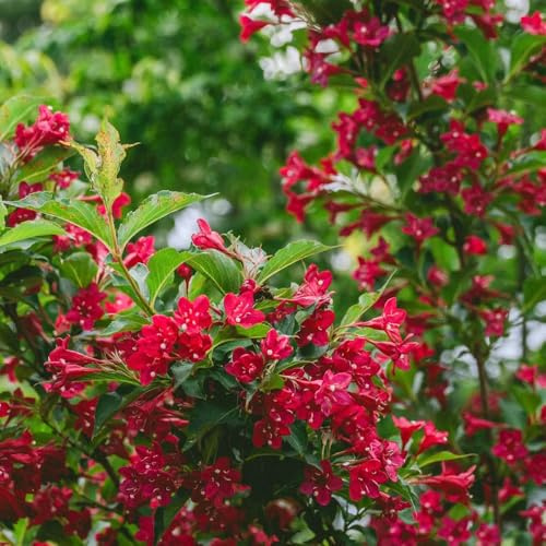 Semillas resistentes de weigela de balcón perennes resistentes, sombra ornamentales, decoraciones, base 180pcs