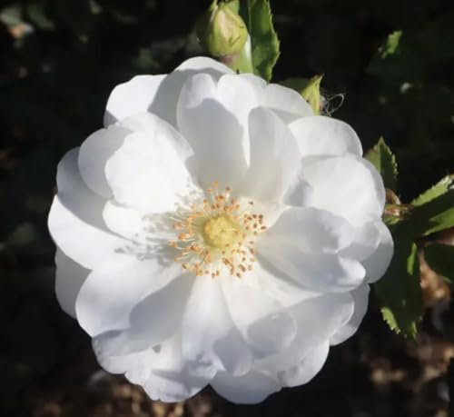County of Yorkshire - Ground Cover Rose - Bare Root