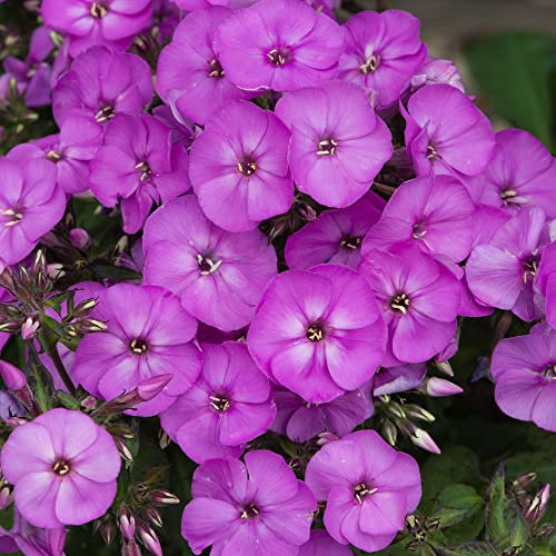 Phlox Ka-Pow Lavender - Garden Phlox | Deciduous Outdoor Perennial Garden Flower (30-40cm Incl. Pot)