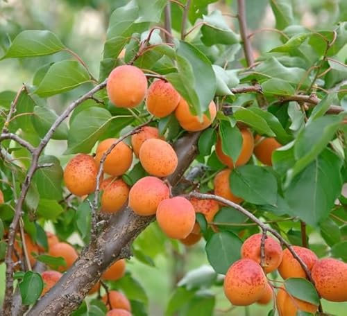 Orangered, Aprikosenbaum (kleinbleibend), Prunus armeniaca, 120-140cm im Topf