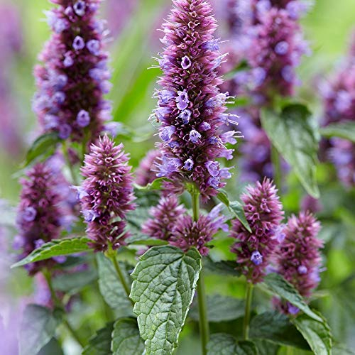 Agastache mexicana 'Sangria' « géant mexicain hysope » communément appelé toronjil (100, graines)