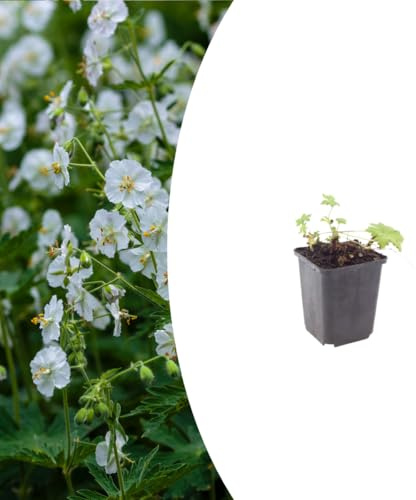 Geranium macr. 'White Ness' | 6 stycken - 10-25cm - Ø9cm - Trädgårdsväxt