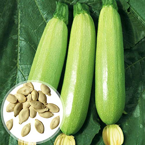 Benoon Zucchini-Samen, 20 Stück/Beutel Zucchini-Samen Obst Essbare Schnell Wachsende Hellgrüne Zucchini-Samen Für Zu Hause Zucchinisamen
