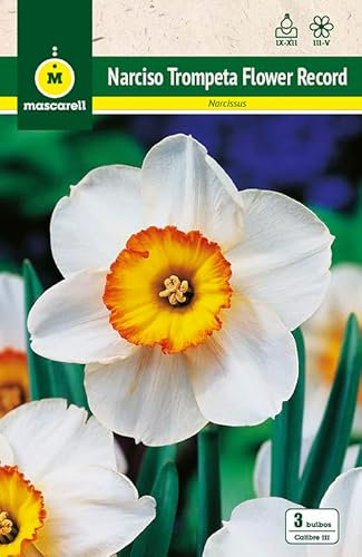 Mascarell Semillas, NARCISOS TROMPETA FLOWER RECORD, Semillas Bulbosas, Bulbos de Flores Otoño Fácil de Cultivar, Bolsa 5 Bulbos