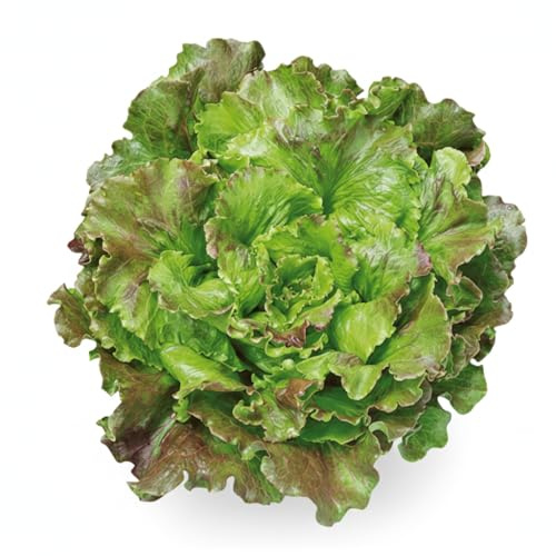 Semi Lattuga Canasta 6g | Semi da Orto Alta Germinazione | Lattuga Croccante e Dolce | Ideali per Coltivazione in Vaso, Orto e Serra | Semi Professionali per Raccolto Abbondante