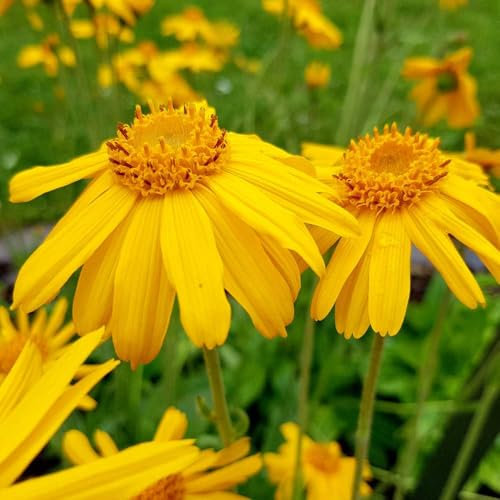 Nouveau frais 70pcs graines de fleurs d'arnica