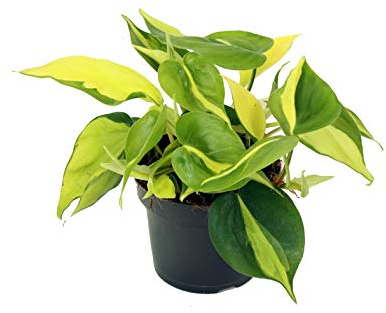 Efeutute, Scindapsus, (Epipremnum aureum) Sorte: Brasil, gelb-grünes-buntes Blattwerk, rankend, Ampelpflanze, luftreinigend (eine Pflanze im 12cm Topf)