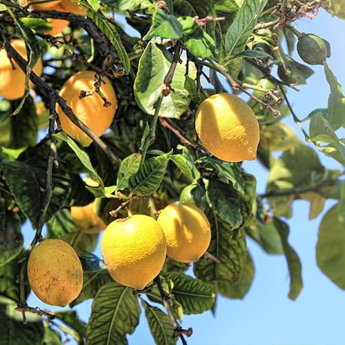 Citronnier 4 Saisons - Citrus 4 Saisons Mini Tige 50/60 cm Pot 19cm - Plante En Pot - Floraison Presque Continue - Hauteur 50/60 Cm - Exposition Plein Soleil