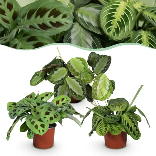 Green boutiQ - Plante d'intérieur - Marantha Silverband, Marantha Lemon Lime Marantha Kerchoveana - Plante à prière - Plante amie des animaux - Vert - 3 Plantes - Pot 12cm - Hauteur 25cm