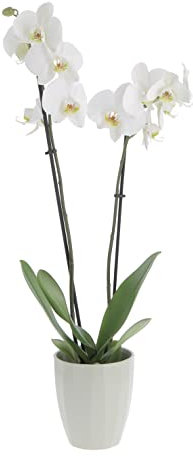 KENTIS - Orchidea Phalaenopsis Bianca - Piante Vere da Interno Fiorite - H 60-70 cm Vaso Ø 12 cm