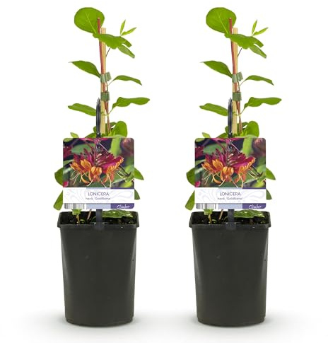 GreenboutiQ - Geißblatt - Lonicera heckrottii Goldflame - Blüten Rosa mit Gelb - wenig Pflege - 2 Pflanzen - Topf 11cm Höhe 40cm