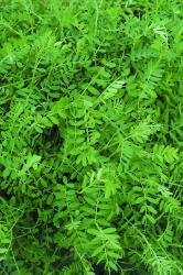 KINGS SEEDS: GREEN MANURE TARES