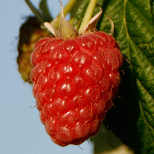 Raspberry Plant, Hardy Shrub, Fruit Growing, Kitchen Garden, Wildlife Garden, Gardens & Patios, 3 x Joan J Raspberry Canes <300mm by Thompson and Morgan