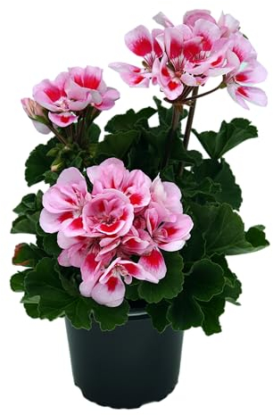 stehende Geranie, (Pelargonium zonale), Sorte: Linus, Rosa mit rotem Auge, kräftige Pflanze je im 12cm Topf, (6 Pflanzen im Set)