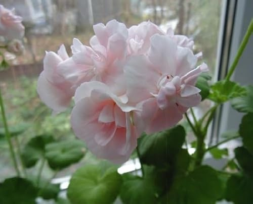 100 graines de fleurs de géranium rose clair