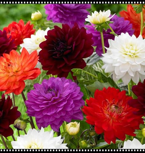 Winterhart zwiebeln, Mehrjährige Blumenzwiebel ist winterhart,Blumenzwiebel Mix, Winterhart pflanzen, Mysteriöse magische Glühbirne-2 Dahlien knollen