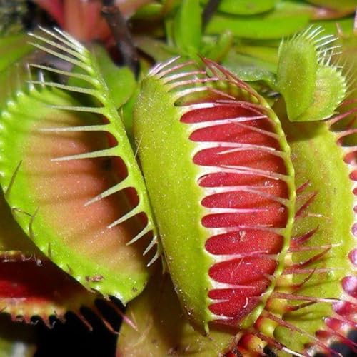 Perfect Plants Jumbo Venus Fly Trap Plant in a 12cm Pot. Fascinating Fly Eating Carnivorous Plants