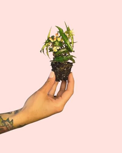 Begonia Amphioxus | Mini Plantas Naturales Interior | Pur Plant