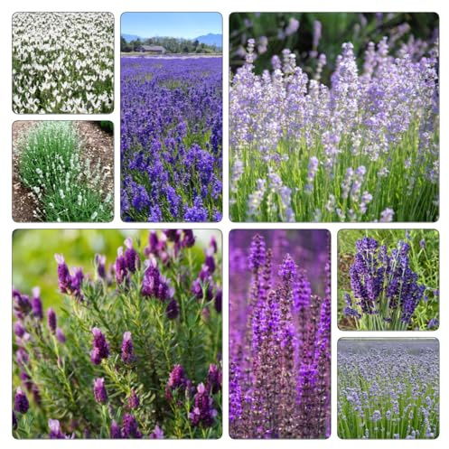 semi di lavanda - recisi rialzata decorazioni giardino esterni 350pcs